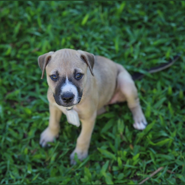 Photo of Ketchup