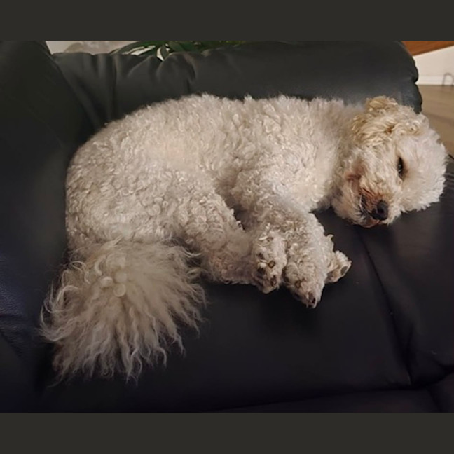 Photo of Buddy