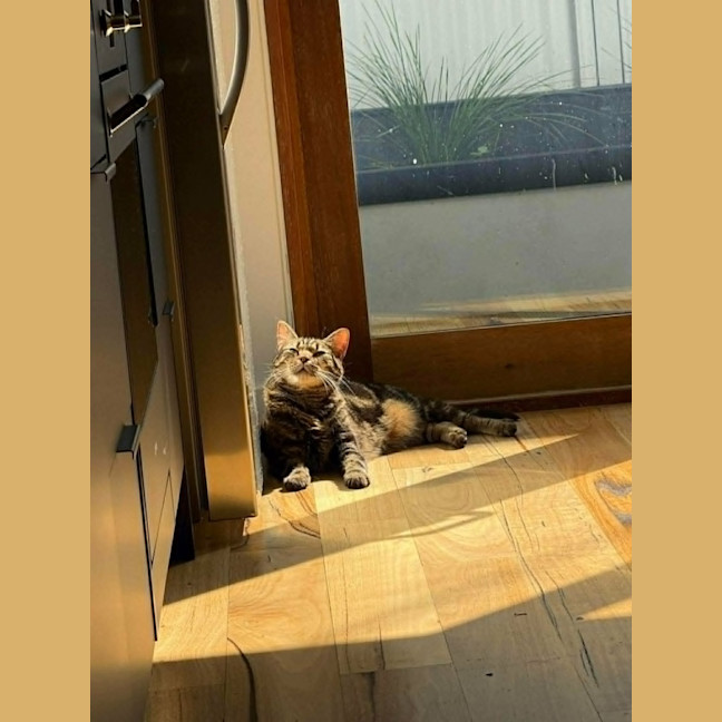 Photo of Kovu *9 Lives Project Rescue*