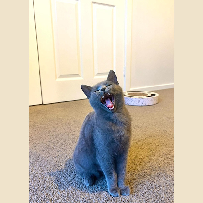 Photo of Gracie