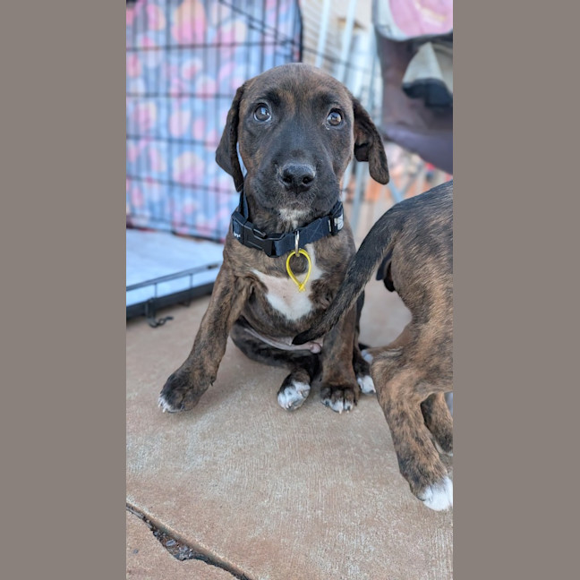 Photo of Cora