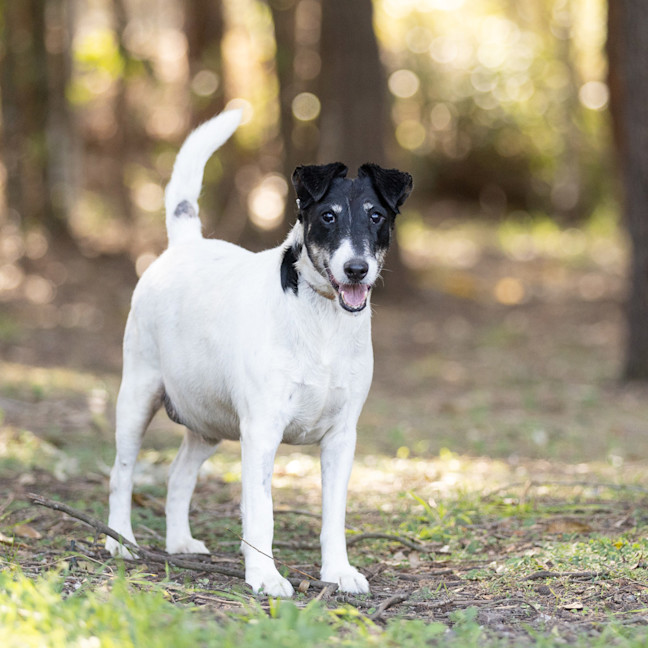 Photo of Cookie
