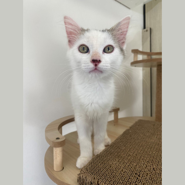 Photo of C1449 Sasha