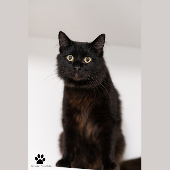 Photo of Domino