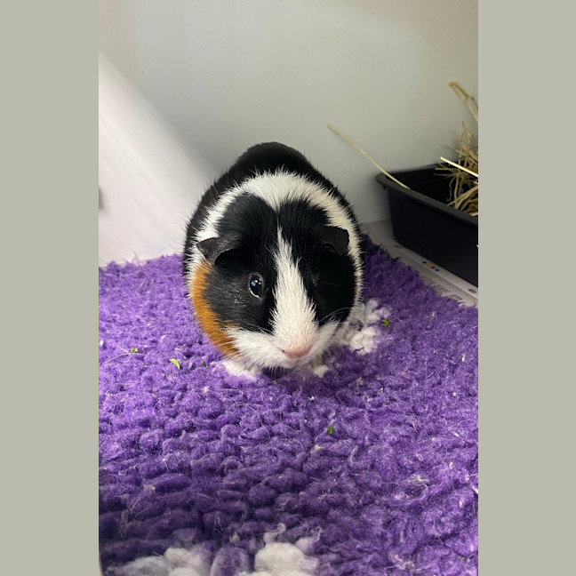 Photo of Polly