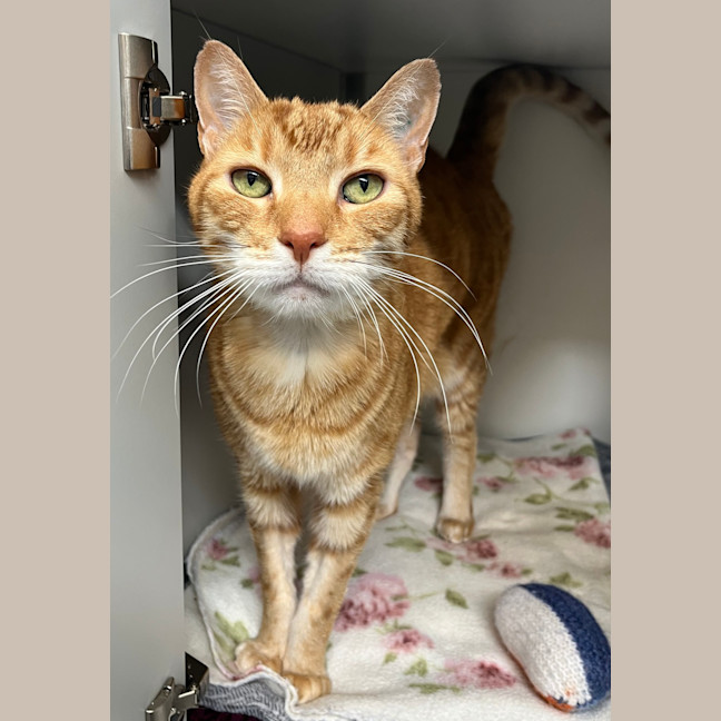 Photo of Gingerbread