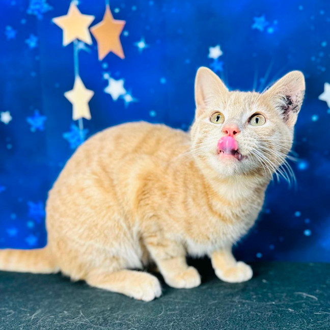 Photo of Jack (Located In Preston) 