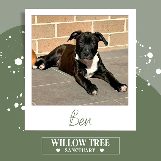 Photo of Ben
