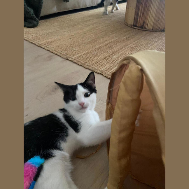 Photo of Arlo
