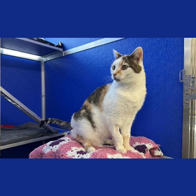 Photo of Lady Jellybean