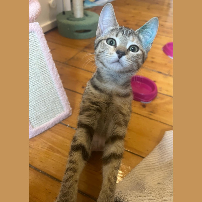 Photo of Meisha
