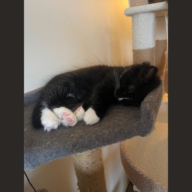 Photo of Stripe