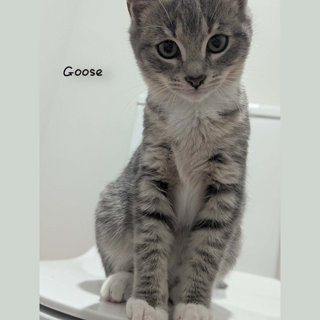 Photo of Goose