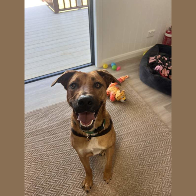 Photo of Bronco
