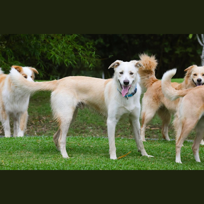 Photo of Boomba