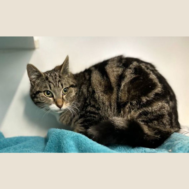 Photo of Artemis