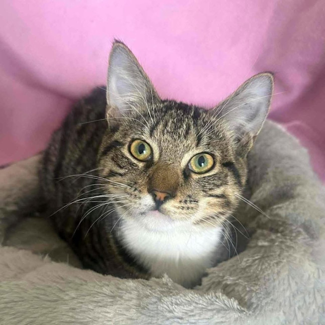 Photo of 12570   Sheldon