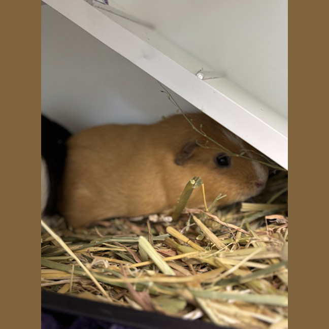 Photo of Derek (Bonded To Dougie)