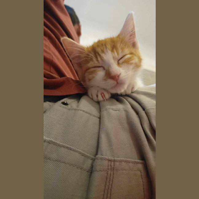 Photo of Lankey & Donkey Kong 