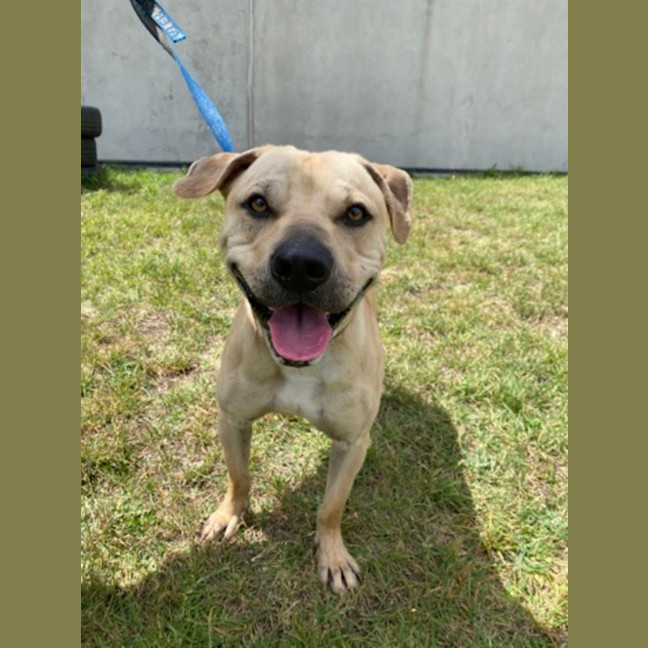 Photo of Poncho (62163)