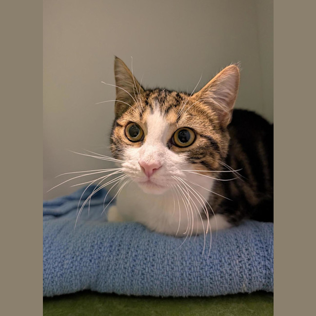 Photo of Tiggz