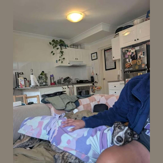 Photo of Maia, The Greyhound