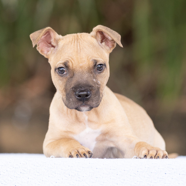 Photo of Roo