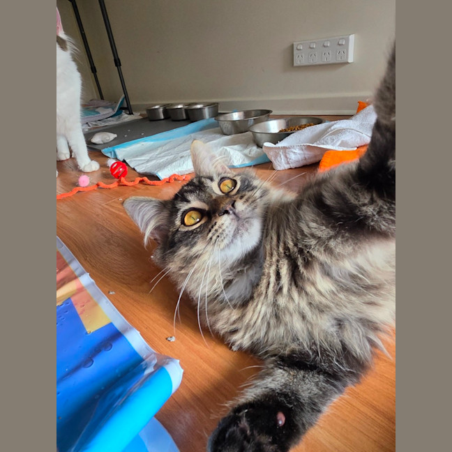 Photo of Tommy Tickle Mouse