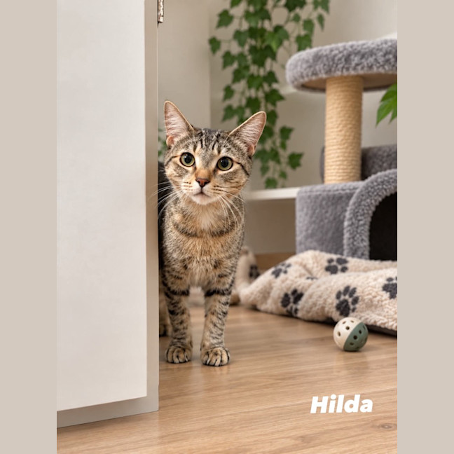 Photo of Hilda
