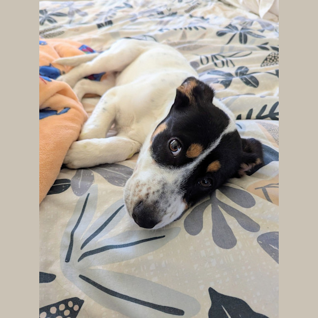 Photo of Poppy   4 Month Old Border Collie X