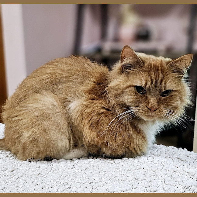 Photo of Tigerlily 🏵️