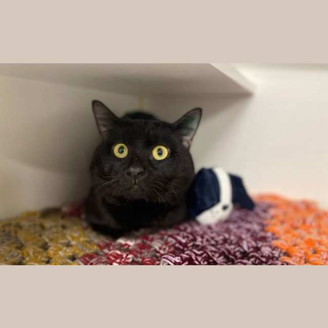 Photo of Sunny