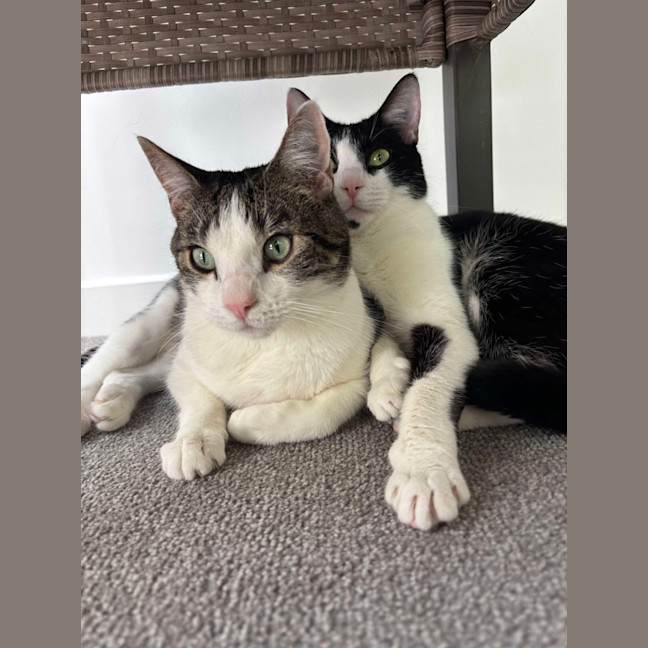 Photo of Turtle & Sylvester 