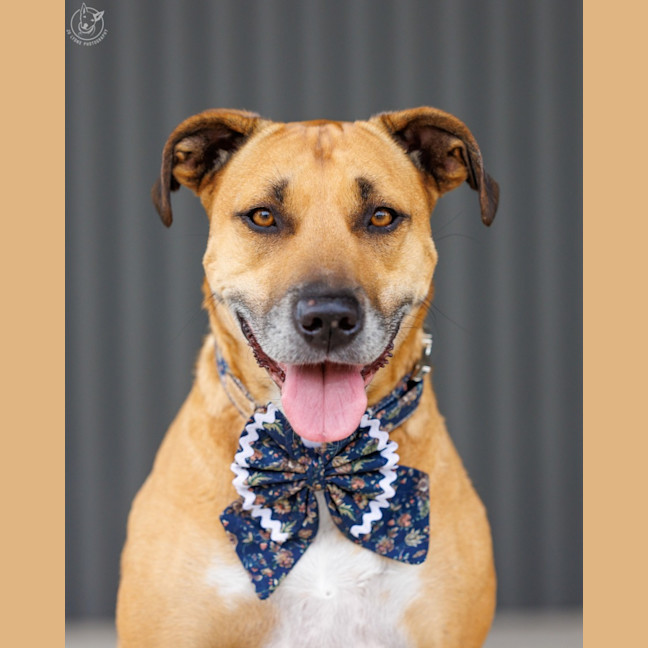 Photo of Gidget   6 Year Old Staffy X Mastiff