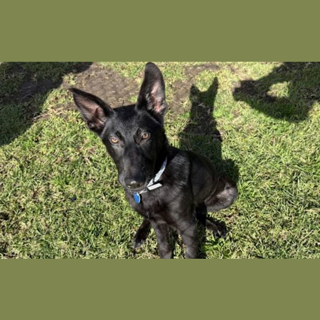 Photo of Lola