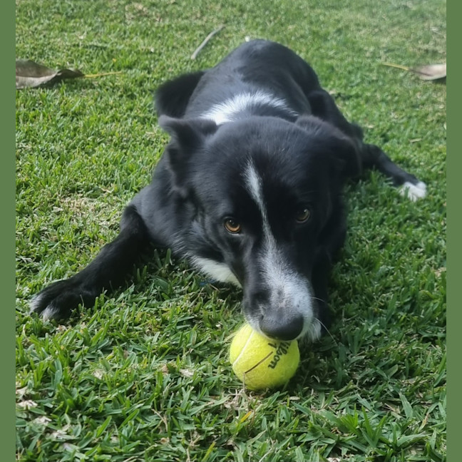 Photo of Ollie