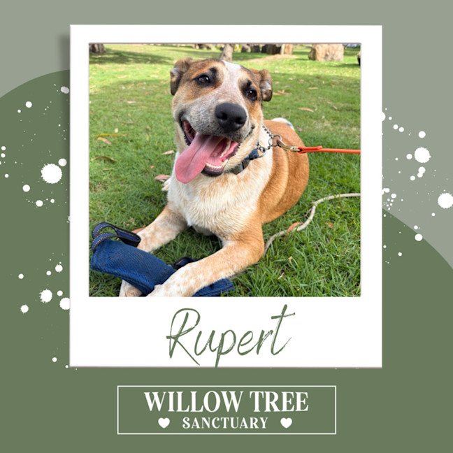 Photo of Rupert