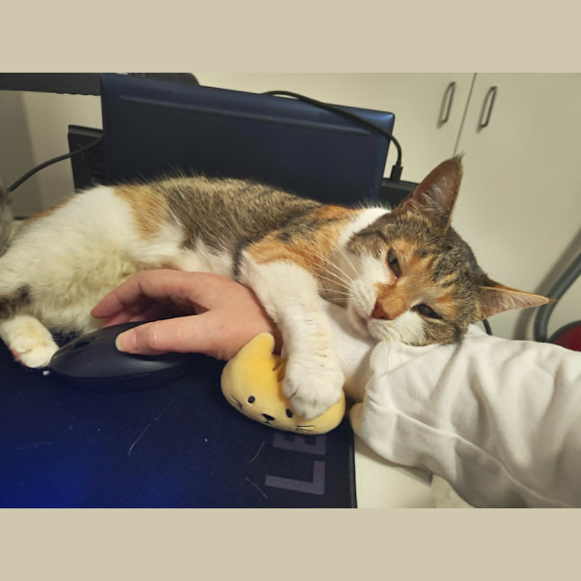 Photo of Purrtunia