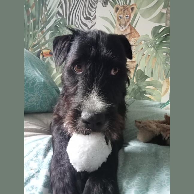 Photo of Zeus   21 Month Old Wolfhound X