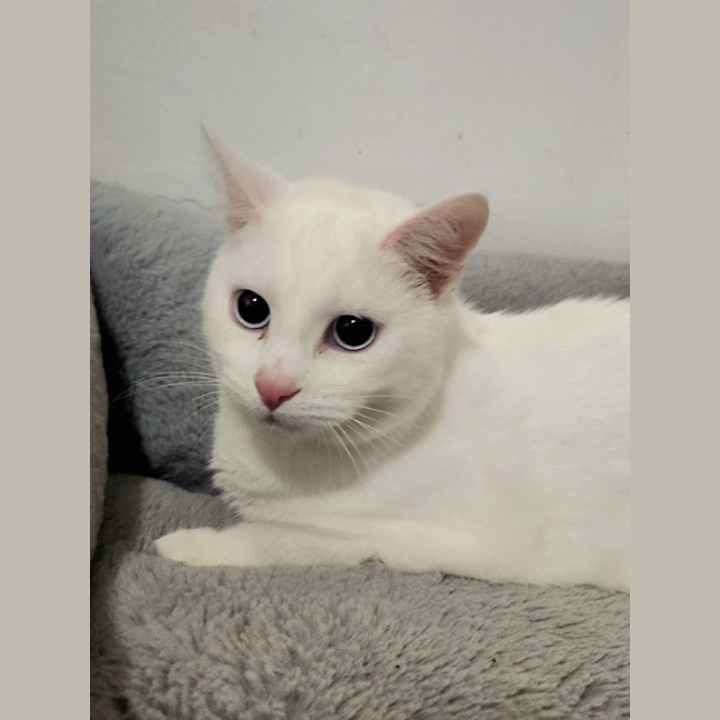 Photo of Kimba