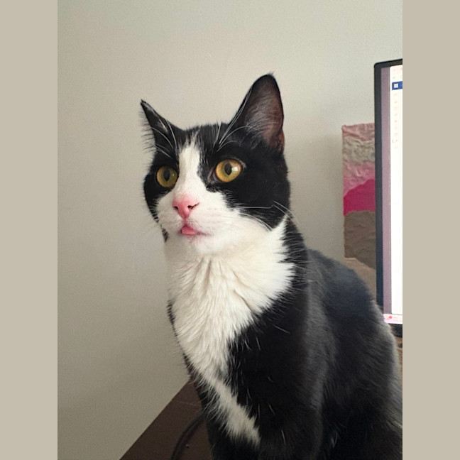 Photo of Pickle 