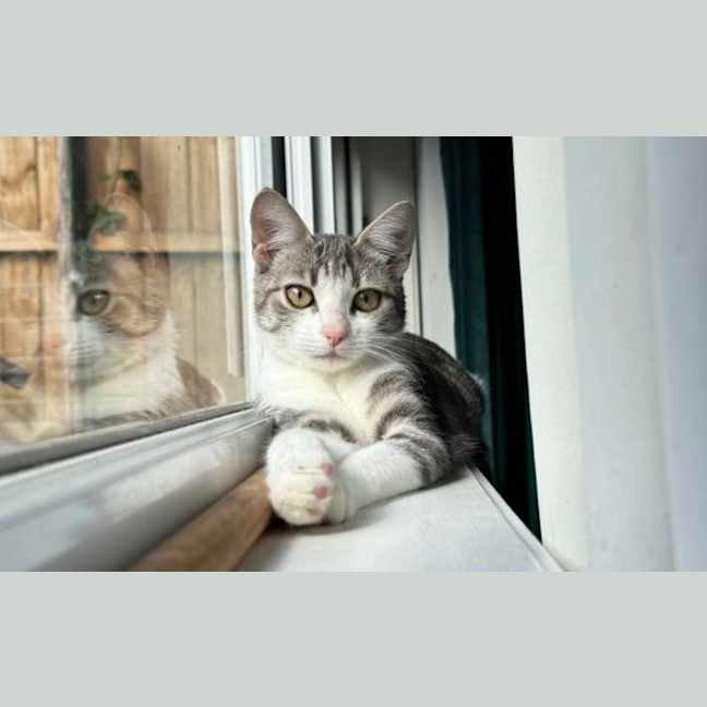Photo of Gracie