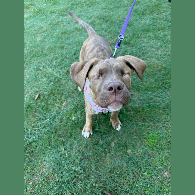 Photo of Honey
