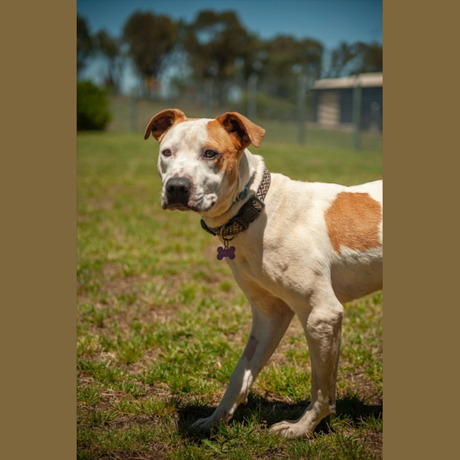 Photo of Scooter