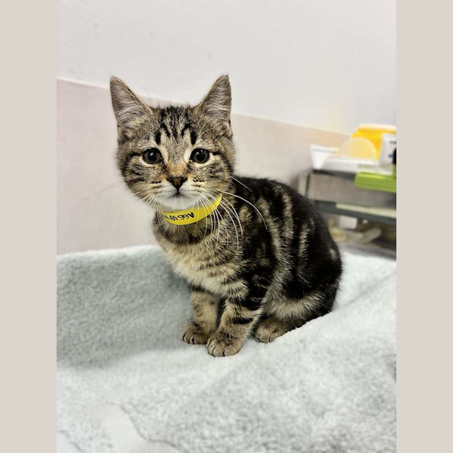 Photo of Peanut