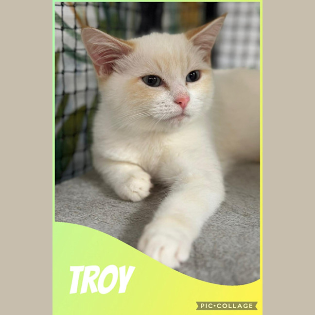 Photo of Troy