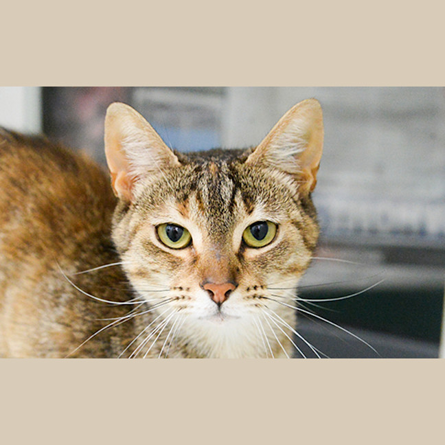 Photo of Clover