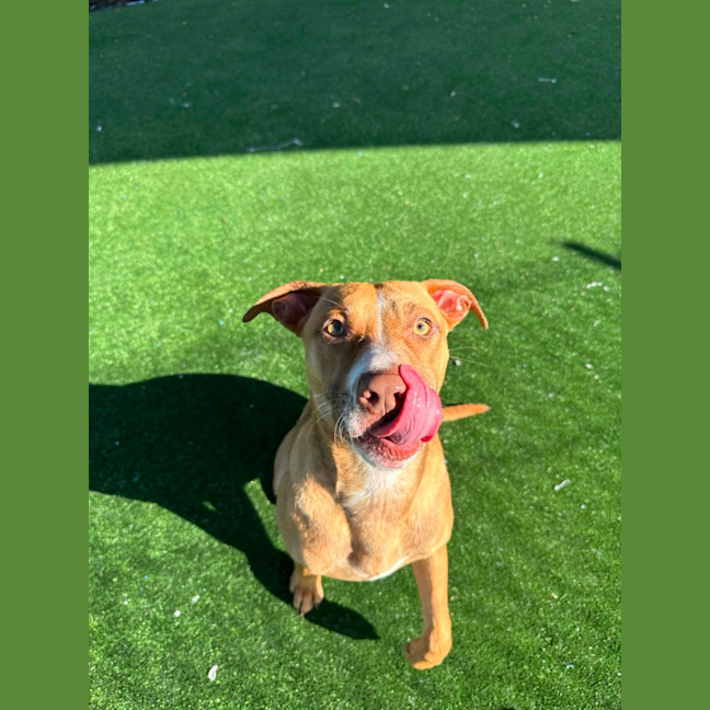 Photo of Petal Imp 1226