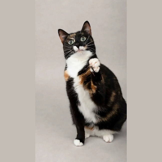 Photo of Millie