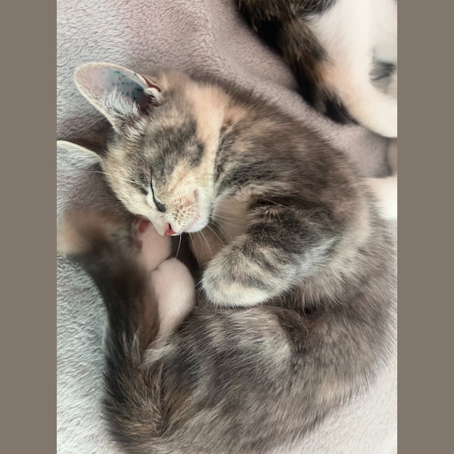 Photo of Chibi